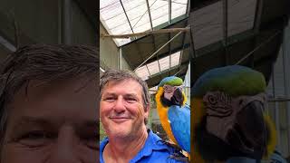 Maleny Botanic Gardens and Bird World sunshinecoast maleny birds [upl. by Nosirrah]