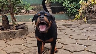 Aggressive Rottweiler [upl. by Grani]