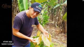 CACAU adubação foliar completa NPK  AMINOÁCIDOS [upl. by Lederer]