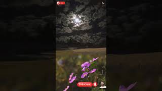 A beautiful nature status with shiny moon light 🌕trending natural moonlight DreamTrackAI [upl. by Asssilem]