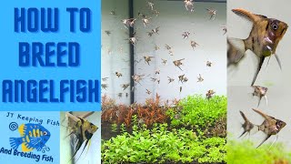 How To Breed Angelfish  Full Development From Egg To Juvenile angelfish [upl. by Rehptsirhc252]