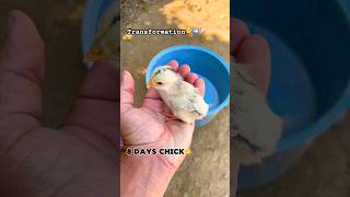 Chick’s Amazing 2Year Transformation  From Hatchling to FullGrown Chicken🐥➡️🐓 [upl. by Gery]