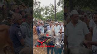 Manjeri cholakkal cattle market cow beefcattle buffalo beefs farming beefcuttingmarket [upl. by Ezitram]