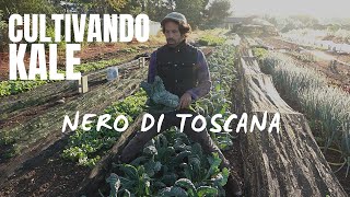 Cultivando Kale  Nero di Toscana una variedad perfecta para manojos [upl. by Boff89]