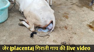 गाय कितने घंटे बाद जेर placenta डालती है  retention of placenta in cow live video [upl. by Natal]