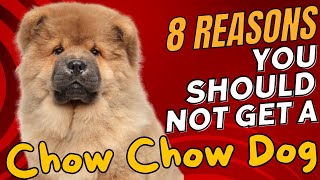 8 Reasons You SHOULD NOT Get a Chow Chow Dog 🐶🚫 [upl. by Enwad]