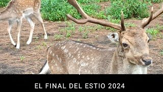 SAMAHIN EL FINAL DEL ESTIO En el Bosque Verde 💚🌿 Directo Express [upl. by Mayne]