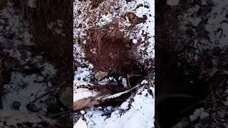 pulling a BIG BUCK out of BEAR DEN BEAR CHARGES shorts viralvideo bear bucks [upl. by Yun880]