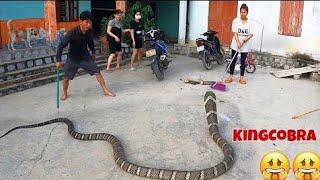 Terrible the worlds largest and most venomous snake  king cobra  peoples obsession [upl. by Gardie394]