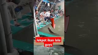 PEMANCING INI DAPAT IKAN LELE SUPER BESAR ‼️ shorts fishing mancing [upl. by Eberto]