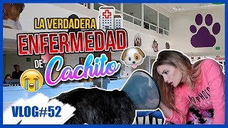 DE EMERGENCIA AL VETERINARIO GRAVE NOTICIA VLOGMAS 14 14 Dic 2017 [upl. by Herrera]