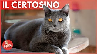 IL GATTO CERTOSINO  Caratteristiche Storia e Curiosità🐈‍⬛✨🙋 [upl. by Shanie275]