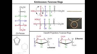 Lec10  The Haworth Projection and Chair Conformation of Sugars [upl. by Kendy]