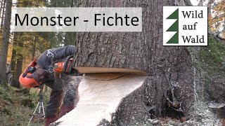 🌲Riesige Fichte mit Humboldt Fallkerb und Husqvarna 572 XP wildaufwald [upl. by Goldfinch]