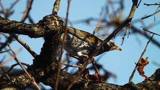 Fieldfare  Turdus pilaris  ბოლოშავა [upl. by Enisamoht]