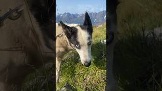 Hiking in Norway with a Dog husky [upl. by Caniff492]