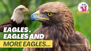 Bald Eagle Fun Facts [upl. by Wilkey]