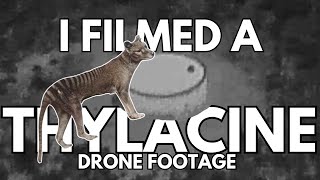 Tasmanian Tiger Thylacine filmed in 2023 on the mainland 1080p [upl. by Akins]