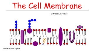 Membrane Protein PART 1Cell Biology TransmembraneLipid AnchorGPI anchor proteinβbarrel [upl. by Catha672]