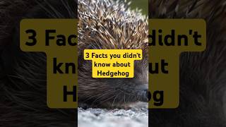 3 Surprising Facts About Hedgehogs HedgehogFacts NatureLovers AnimalKingdom AmazingAnimals fact [upl. by Sternberg]