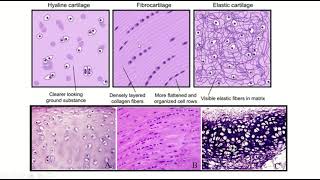 Hyaline elastic and fibrocartilage how to identify under microscope cartilage histology anatomy [upl. by Aznaed]