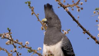 Whitebellied Goawaybird and its Call [upl. by Ilohcin213]