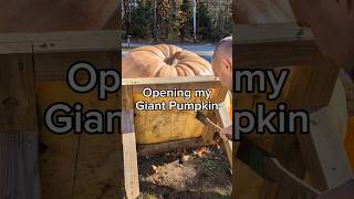 Lighting Cub will be a jackolantern 🎃 giantpumpkin asmr halloween gardening pumpkin plants [upl. by Lymann]