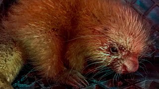 Baby prehensiletailed porcupine born at the Milwaukee County Zoo [upl. by Erait]