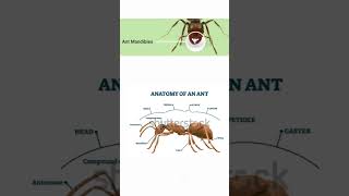 Antbite pgtbio bscnursing pheromonesformic acid methanoic acid pgtbio facts tgtbio [upl. by Zetnod871]