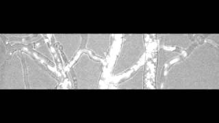 Nuclear traffic in a filamentous fungus [upl. by Molton931]