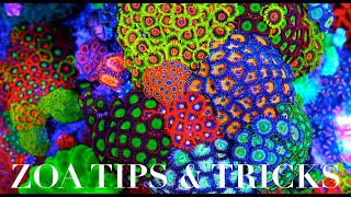 Zoanthid Care 101 [upl. by Shaia]