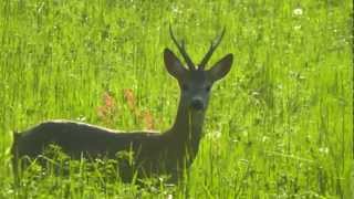 Srnec lesný  lat Capreolus capreolus [upl. by Rayham]