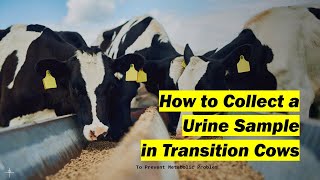 Urine Sample collection in Cows urine collection by massage for analysis of pHKetosisDCAD etc [upl. by Hays760]