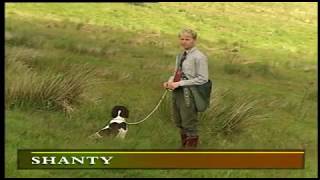 MODERN GUNDOG TRAINING SPRINGER SPANIEL PART 3 [upl. by Irwin]