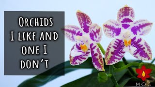 Its OK not to like an Orchid Orchid Favourites August 2023 [upl. by Ahsiym]