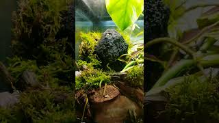 Mon terrarium aquarium aquascape fish fishtank nature terrarium aquariumfish plants [upl. by Ardme]