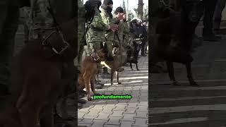 Mira cómo despiden a Proteo el héroe de México que dejó su huella ❤️🐾 [upl. by Tesler]