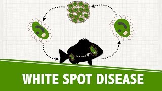 White spot disease or ich in aquaculture  Problems and solution [upl. by Ahsieki]