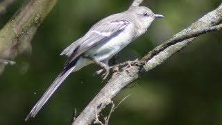 Mockingbird sounds mimicking amp singing song [upl. by Atikehs]