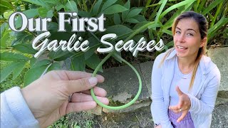 Sometimes You Have To Bite The Bullet or BUG  Polycultural Garlic Scape Harvest  VLOG [upl. by Eniroc]