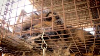 Investigation into raccoon dog fur in China [upl. by Daegal]