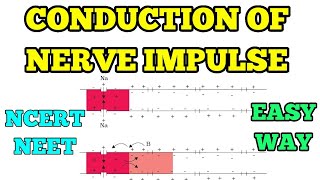 CONDUCTION OF NERVE IMPULSE I EASY WAY I NEET NCERT [upl. by Linell429]