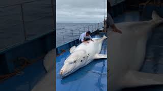 A touching story about a sailor rescuing a mother whale that gave birth on the deck of a ship [upl. by Caryl]