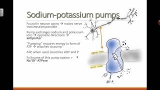 Structure of SodiumPotassium Pump 2016 IB Biology [upl. by Adnovahs]