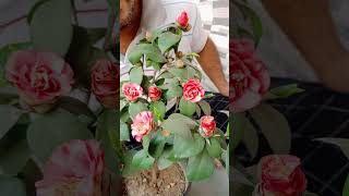 Finally my Camellia plant is blooming [upl. by Animrac44]