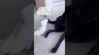 My parrot and dog are best friends 🥹 cockatoo parrot dog friends cuteanimals reaction [upl. by Nuzzi745]