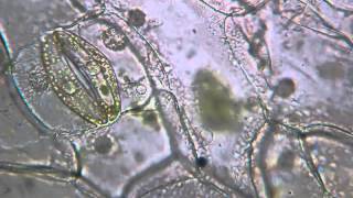 Stomatal Closure in Tradescantia Leaf Cells [upl. by Moorefield]