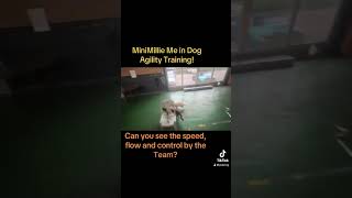 Have you seen a Bordoodle in Dog Agility Training Let me introduce MiniMillie the Bordoodle [upl. by Pacifa318]