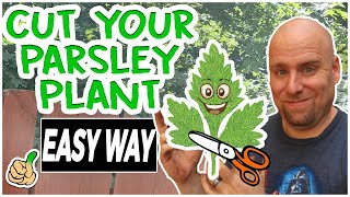 Pruning Parsley  How to Prune Parsley to Promote Growth [upl. by Saitam]