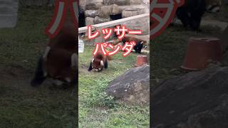 【天王寺動物園】ただただ可愛いレッサーパンダ [upl. by Anneg]